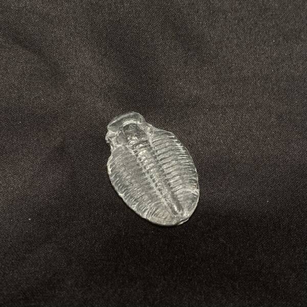 Trilobite