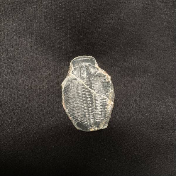 Trilobite