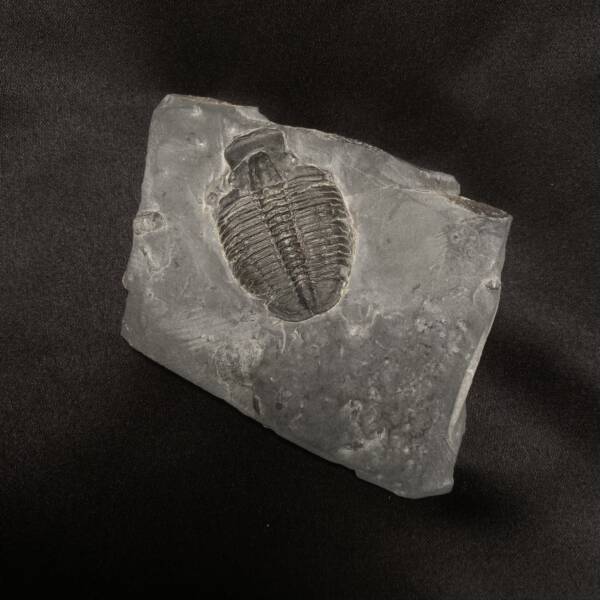 Trilobite