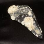 Dent de Carcharodon Mégalodon