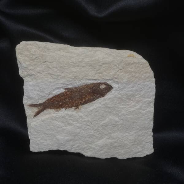 Poisson fossile, Knightia