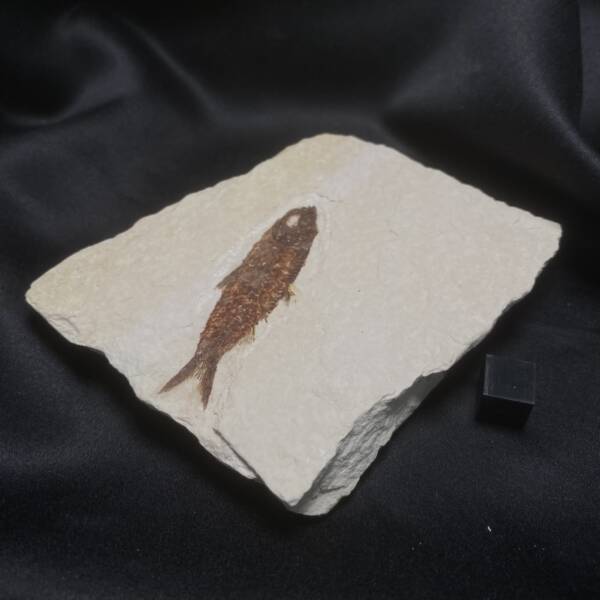 Poisson fossile, Knightia