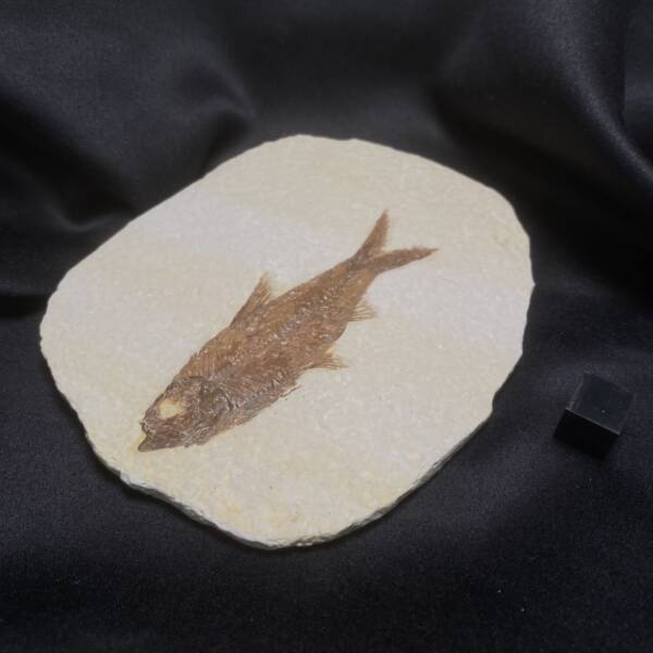 Poisson fossile, Knightia