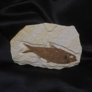 Poisson fossile, Knightia