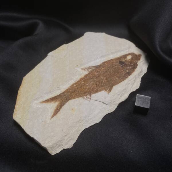 Poisson fossile, Knightia