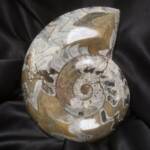 Ammonite