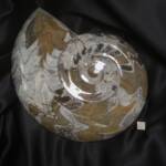 Ammonite