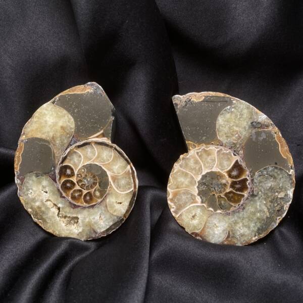 Ammonite