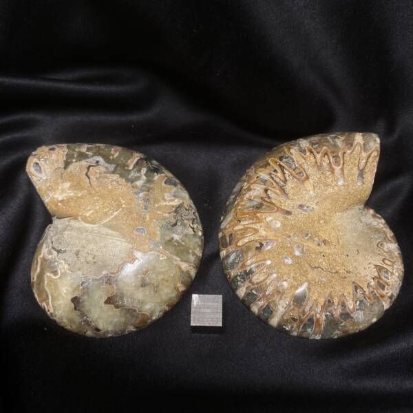 Ammonite