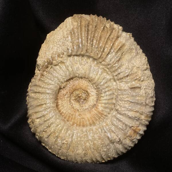 Ammonite