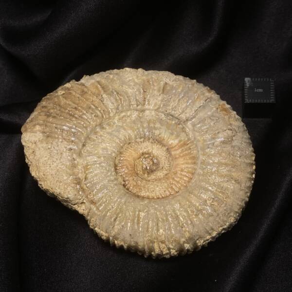 Ammonite