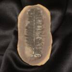 Feuille Fossile