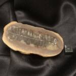 Feuille Fossile