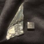 Dent Carcharodon Mégalodon