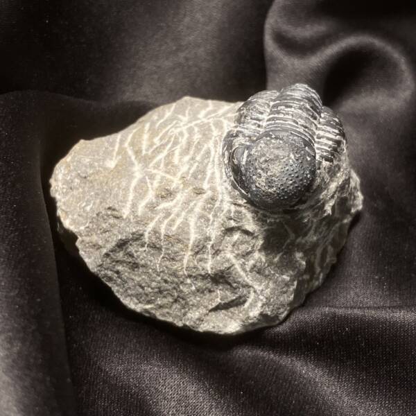 Trilobite