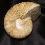 Ammonite