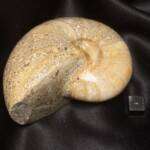 Ammonite