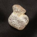 Agate Peau de Serpent