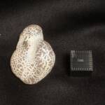 Agate Peau de Serpent