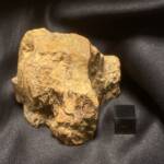 Bois Fossile