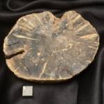 Bois Fossile