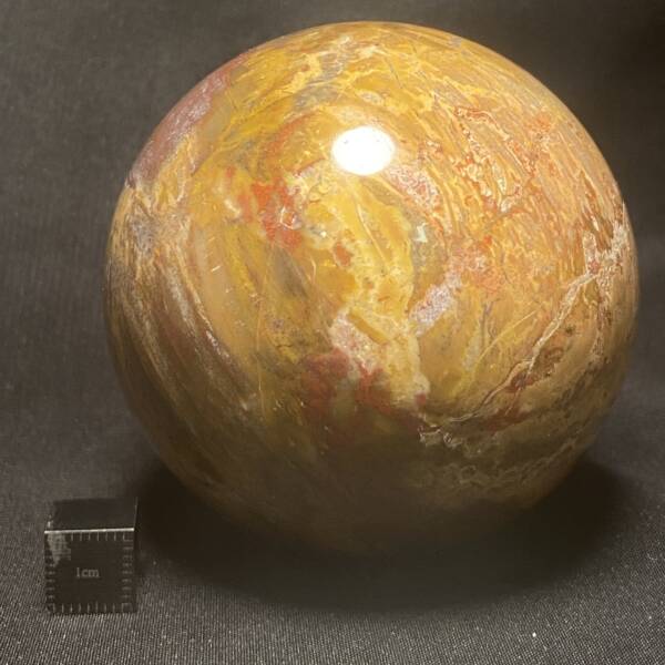 Sphère en Bois Fossile