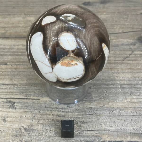 Sphère en bois fossile à Teredo