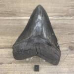 Dent de Carcharodon