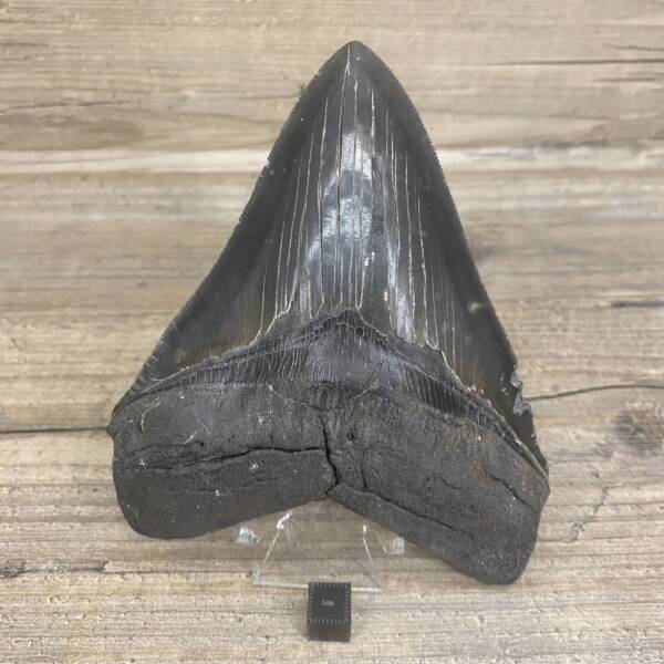 Dent de Carcharodon