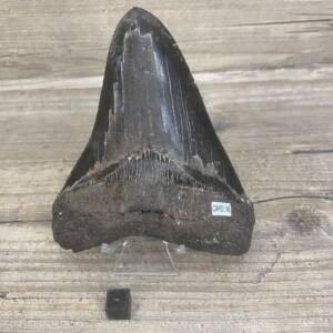 Dent de Carcharodon