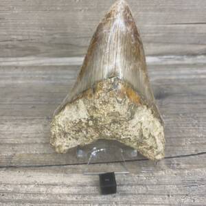 Dent de Carcharodon