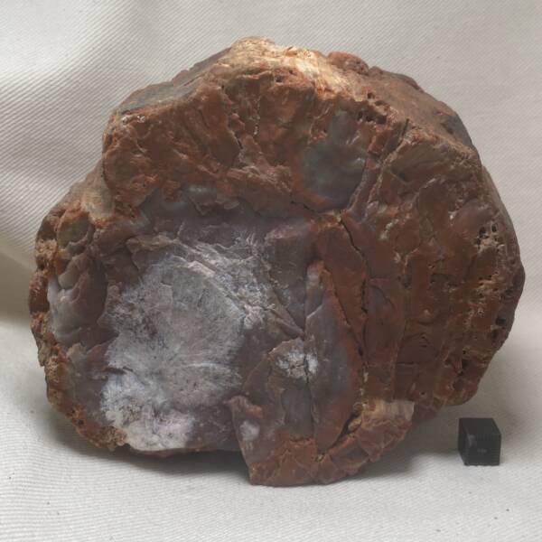 Bois fossile