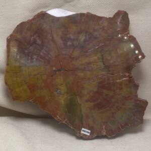 Bois fossile