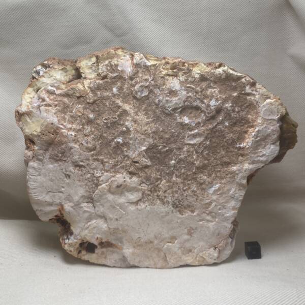 Bois fossile