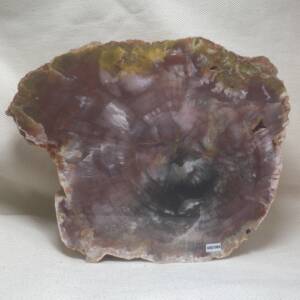 Bois fossile