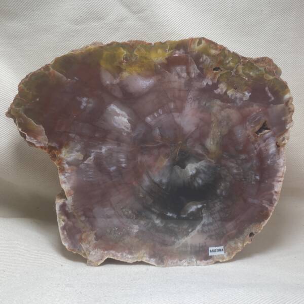 Bois fossile