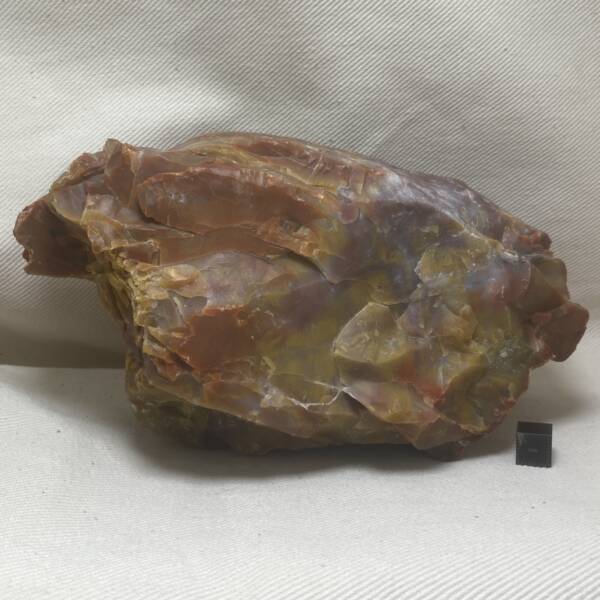 Bois fossile