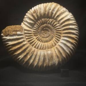 Ammonite