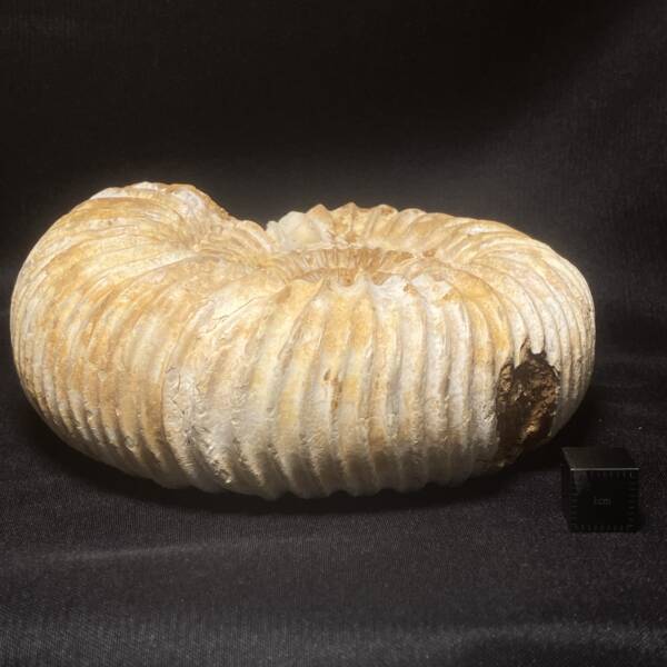 Ammonite