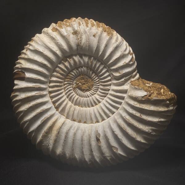 Ammonite