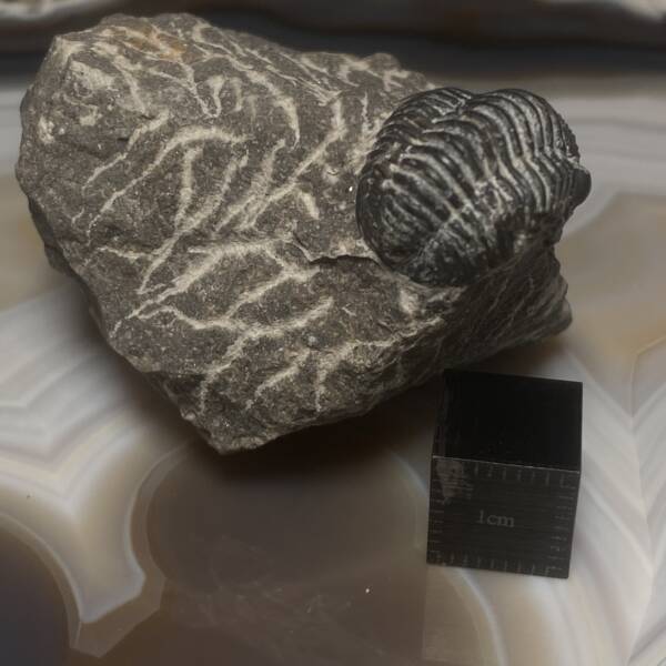 Trilobite Gerastos Proteus