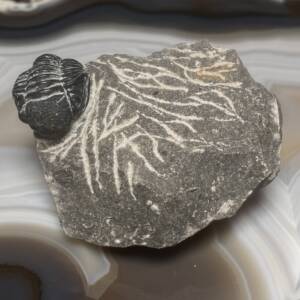Trilobite Gerastos Proteus