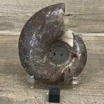 Ammonite Pyrite