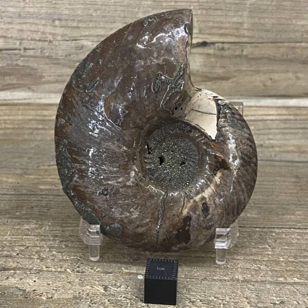 Ammonite Pyrite