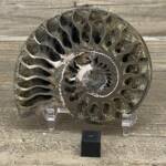 Ammonite Pyrite