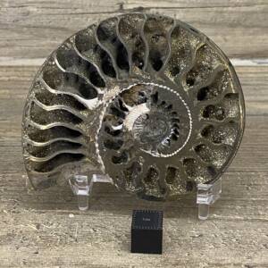 Ammonite Pyrite