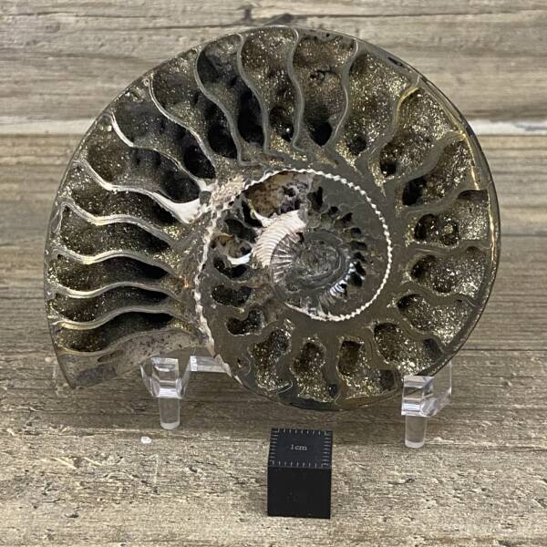 Ammonite Pyrite