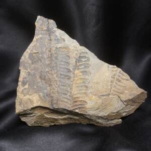 Fougère Fossile