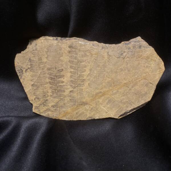 Fougère Fossile