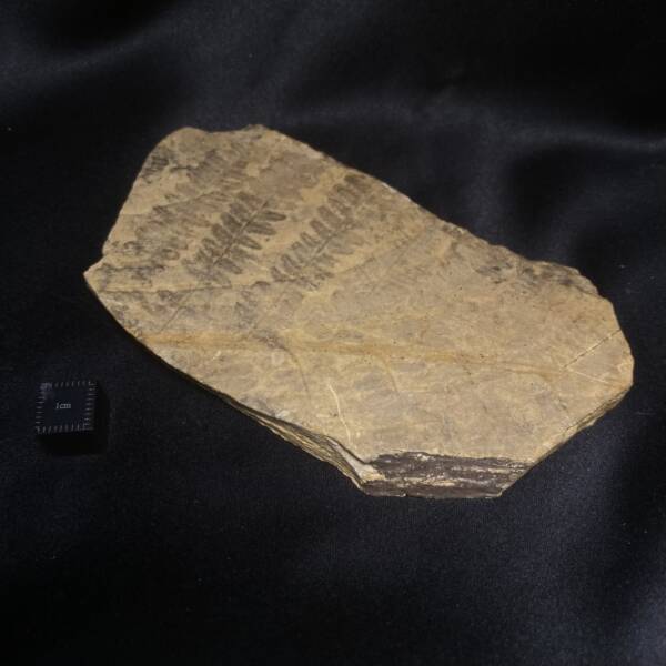 Fougère Fossile